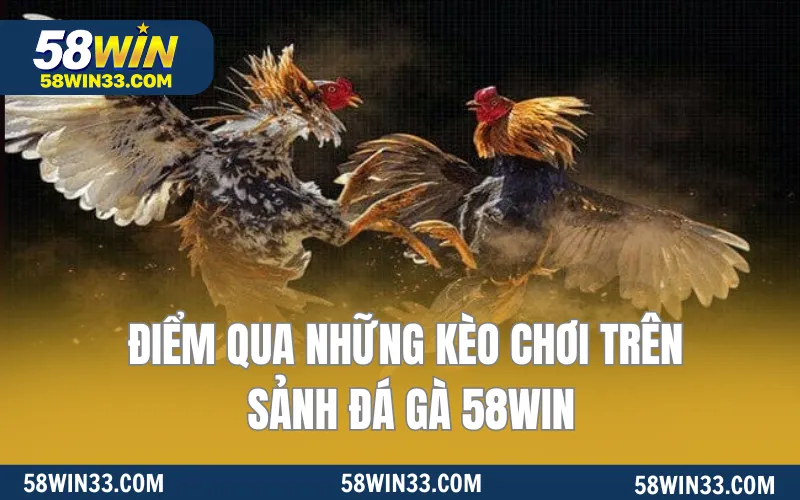 Điểm qua những kèo chơi trên sảnh đá gà 58WIN